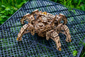 Ugears Hexapod Explorer -kuusijalkainen robotti – puinen 3D-palapeli, 388 osaa