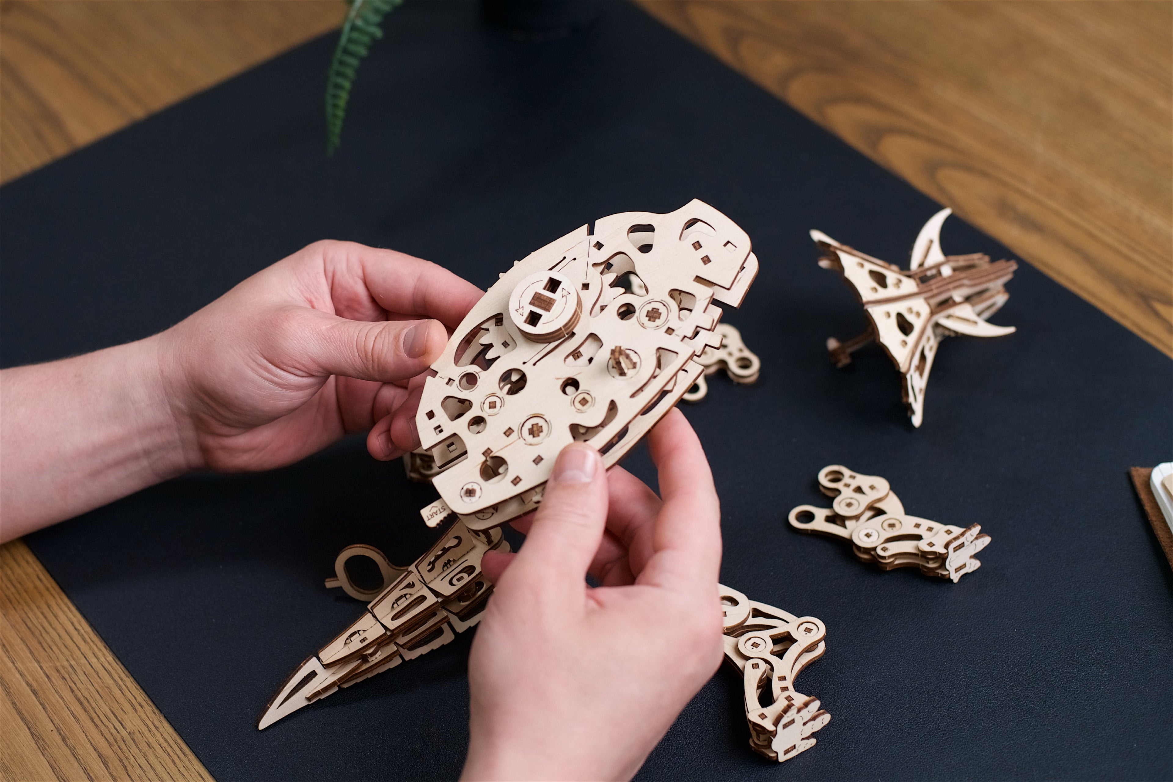 3D palapeli - Triceratops